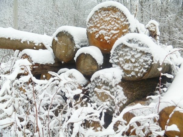 Осина круглая летняя