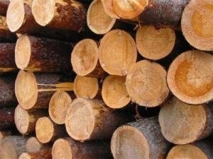 Кругляк бревно лиственница пиловочник